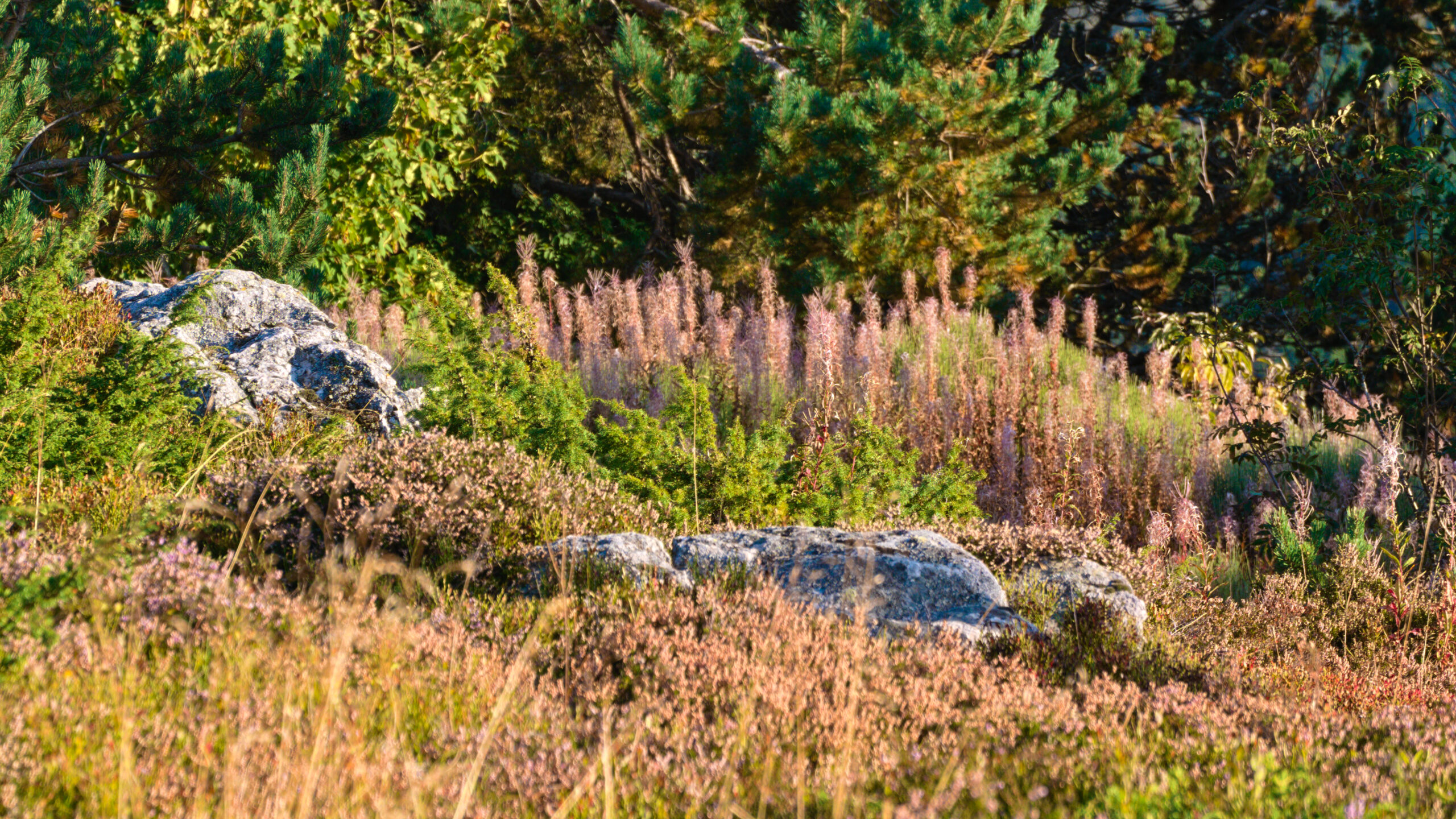 Escapade dans le Doubs et le Jura : 5 jours à Besançon